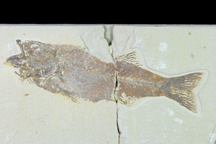 Bargain, Fossil Fish (Mioplosus) - Wyoming #138705